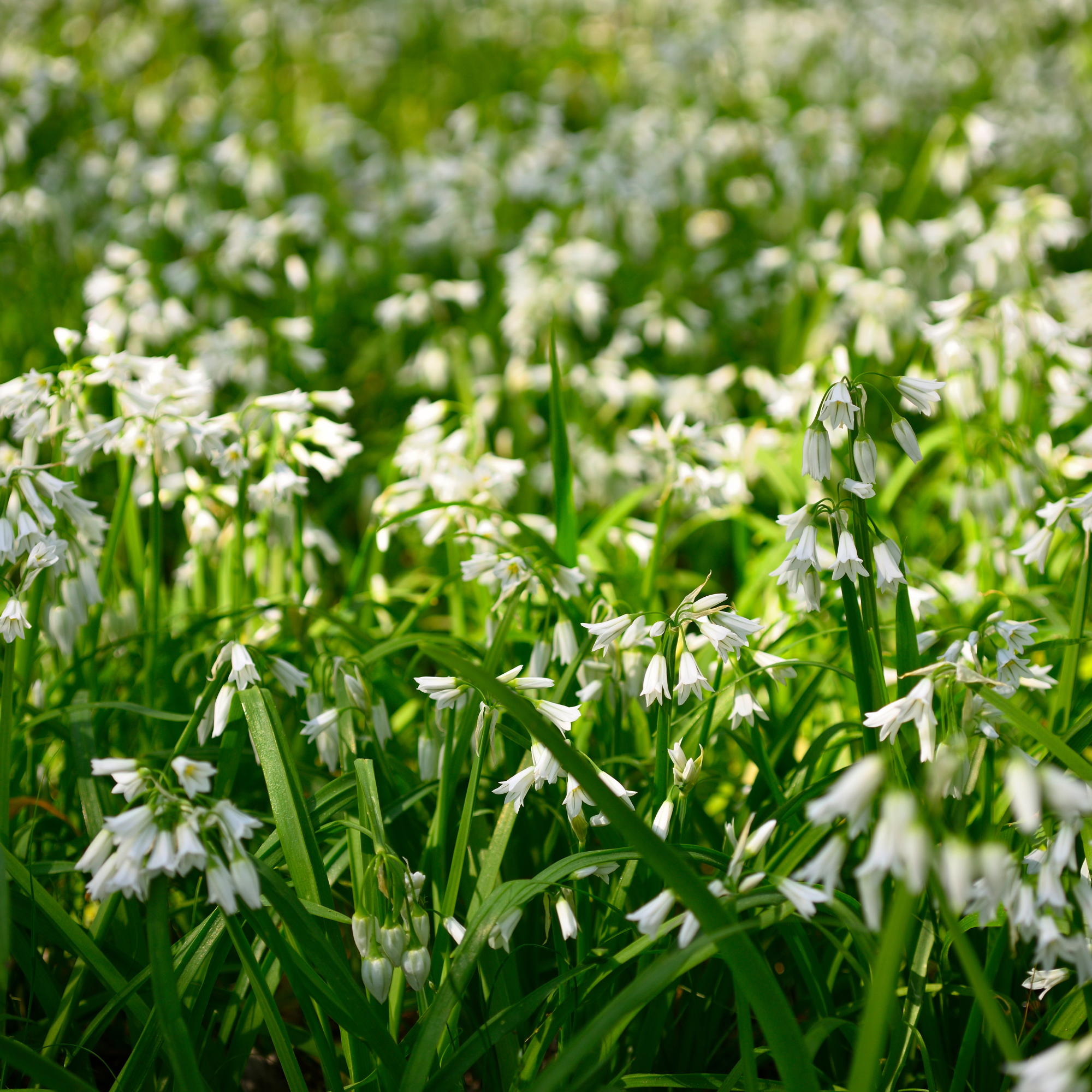 Blooming white flowers on three cornered garlic