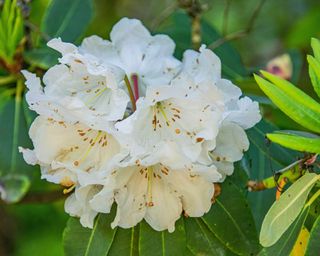 white flower of a Rhododendron maximum