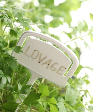 Lovage growing in a pot with a label