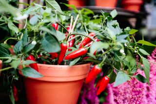 a chilli plant