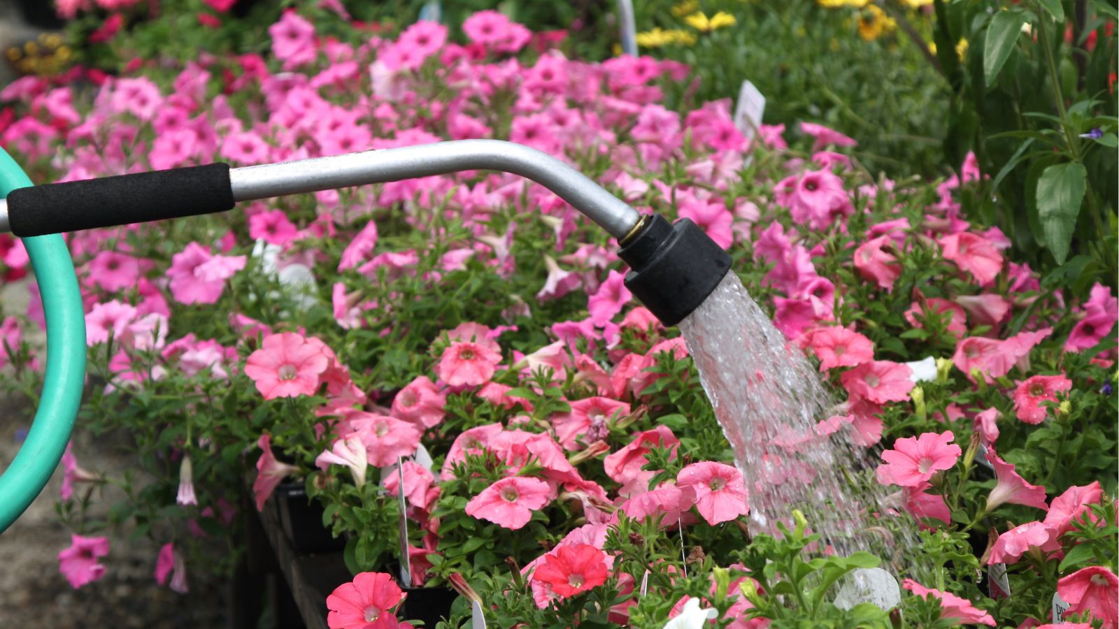 Watering wand being used to water pink flowers