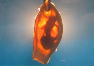 baby bamboo shark in embryo case