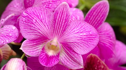 Orchid with moisture drops on the petals