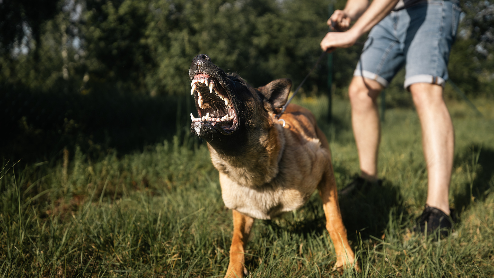Aggressive dog barking on leash
