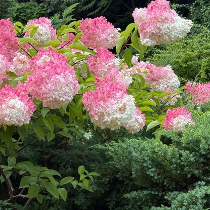 panicle hydrangea filled with pink and white flowers
