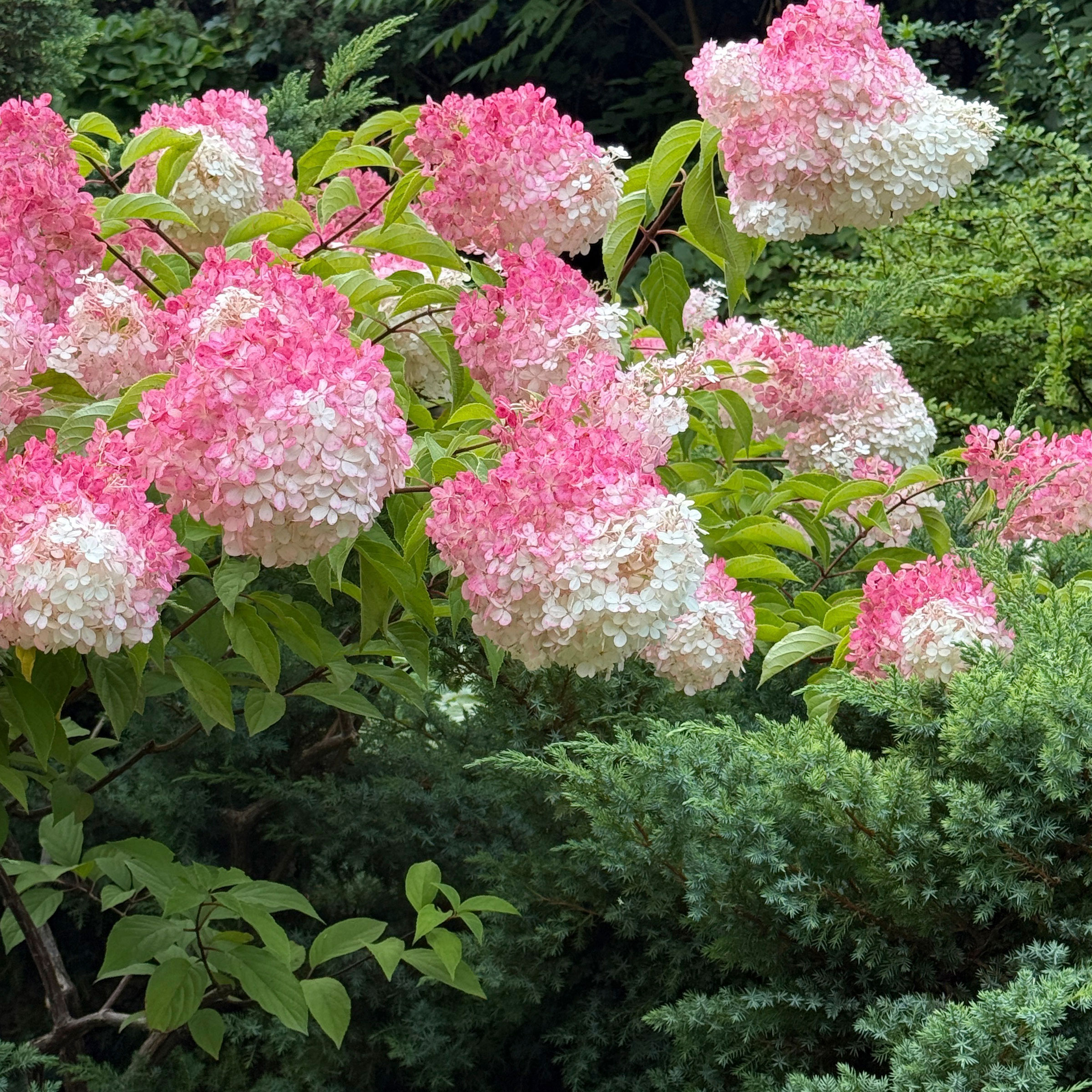 panicle hydrangea filled with pink and white flowers