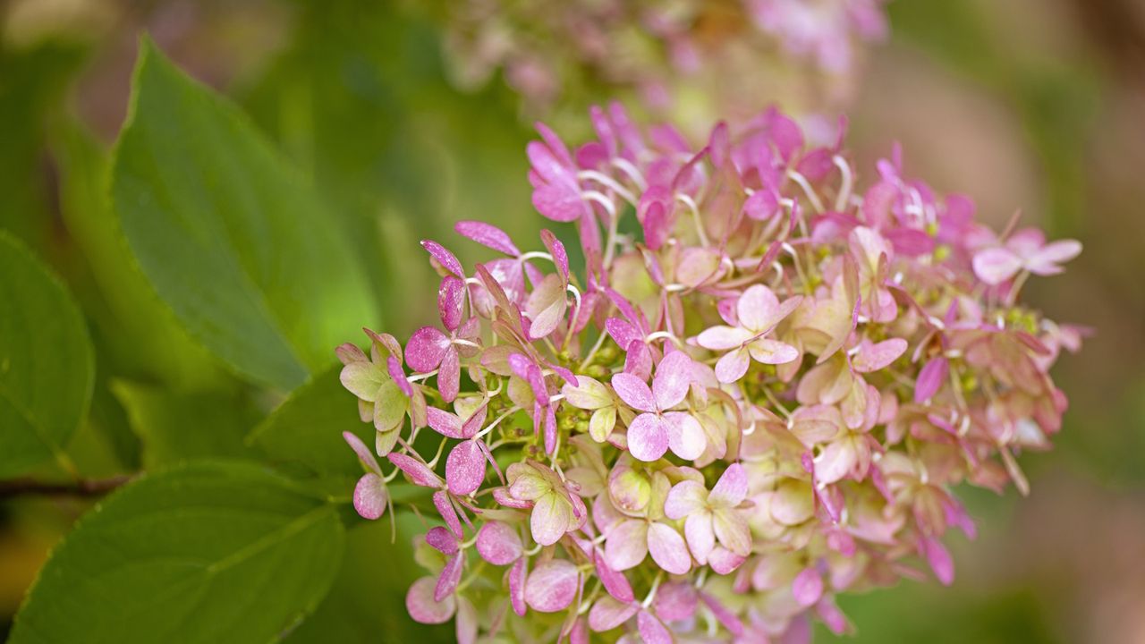 Pink head of a hydrangea paniculata 