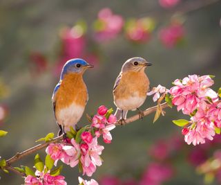 birds in spring blossom tree