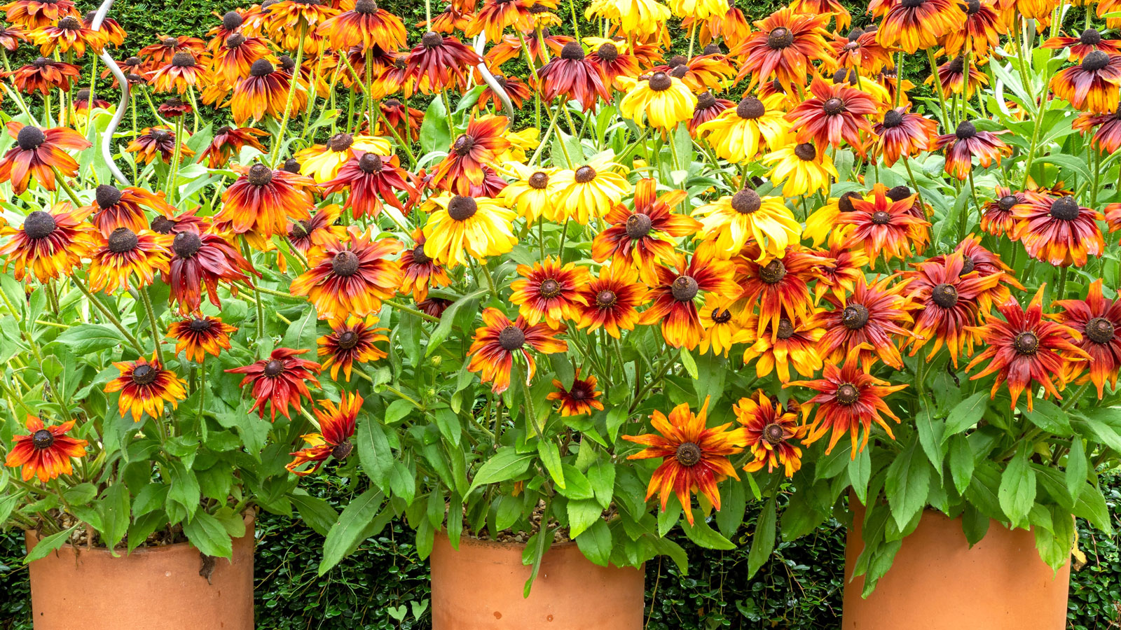fall containers filled with echinacea and rudbeckia