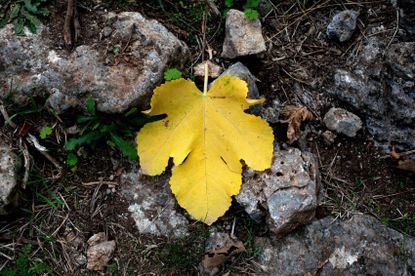 Fallen Yellow Fig Tree Leaf
