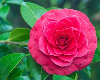 'Black Lace' camellia