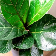 fiddle leaf fig in detail showing large leaves covered in water droplets
