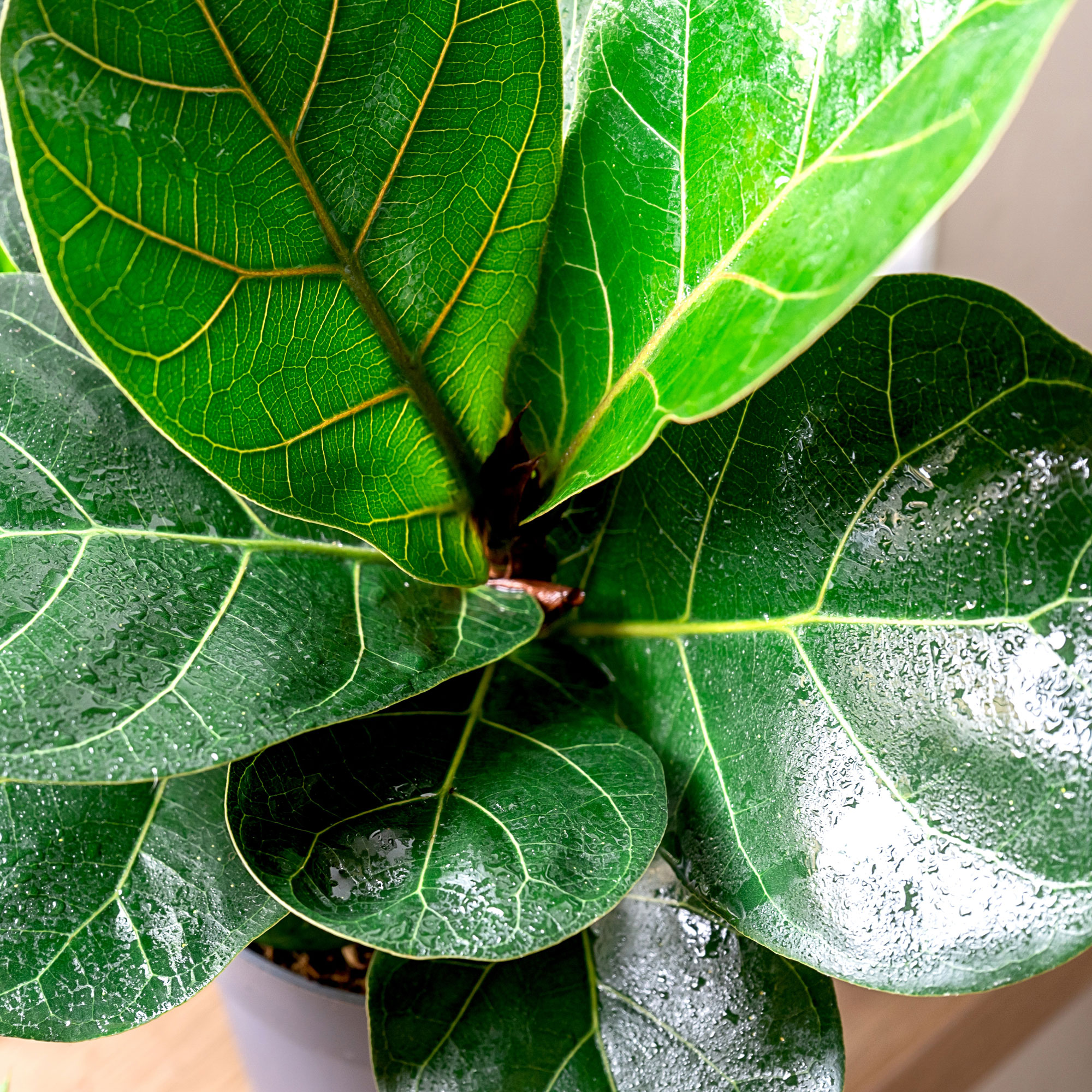 fiddle leaf fig in detail showing large leaves covered in water droplets