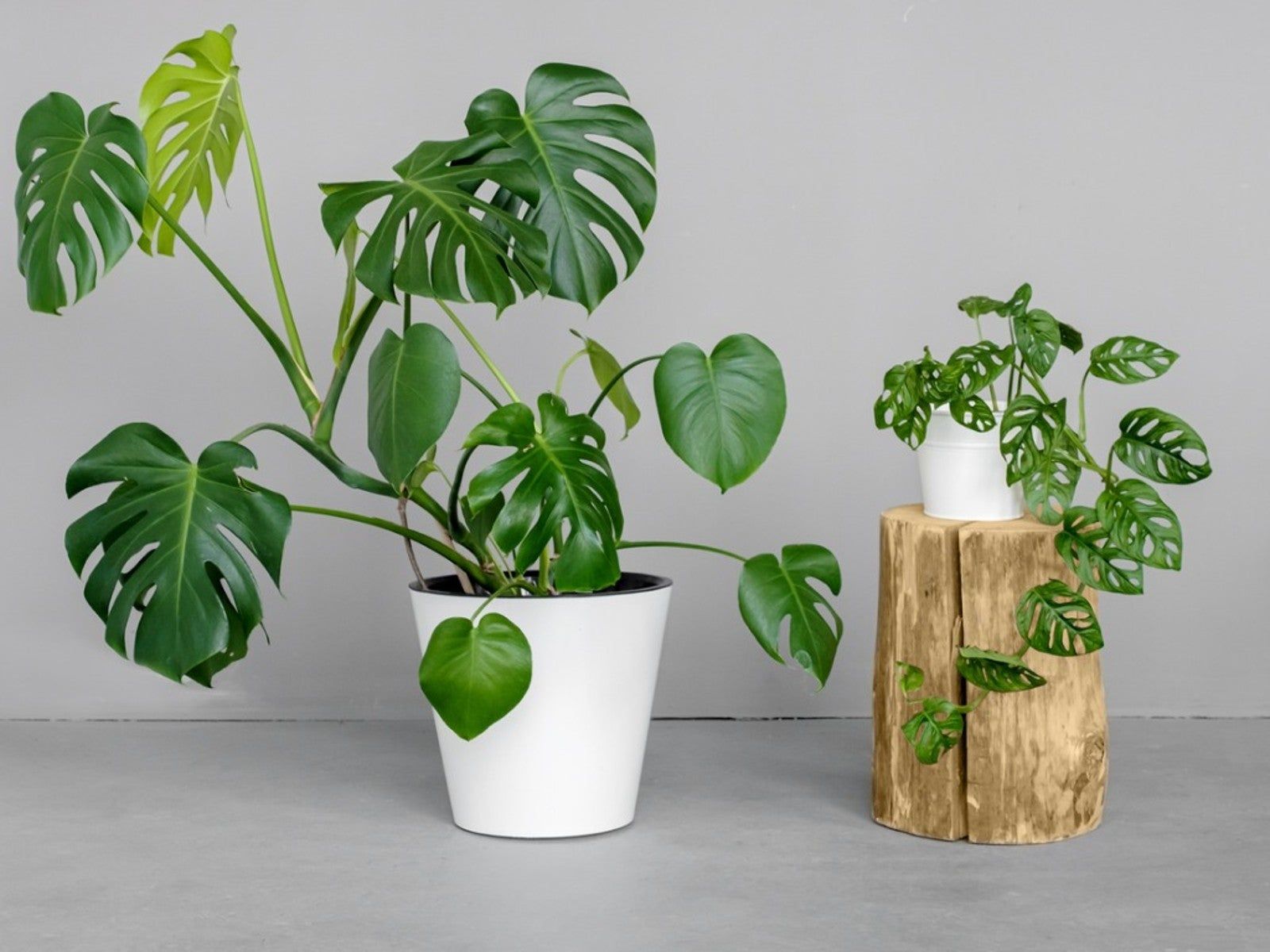 Solutions For Leggy Monstera Deliciosa Plants | Gardening Know How