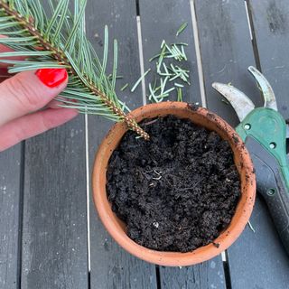 Planting Christmas tree cutting in terracotta pot next to secateurs