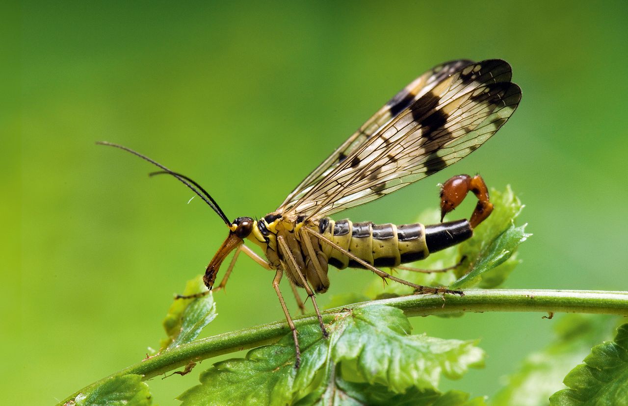 The fearsome-looking tail of the common scorpion fly (Panorpa communis) carries no venomous threat; it is, in fact, the male’s genitalia.