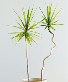 propagate a dragon tree 