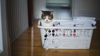 Cat in laundry basket