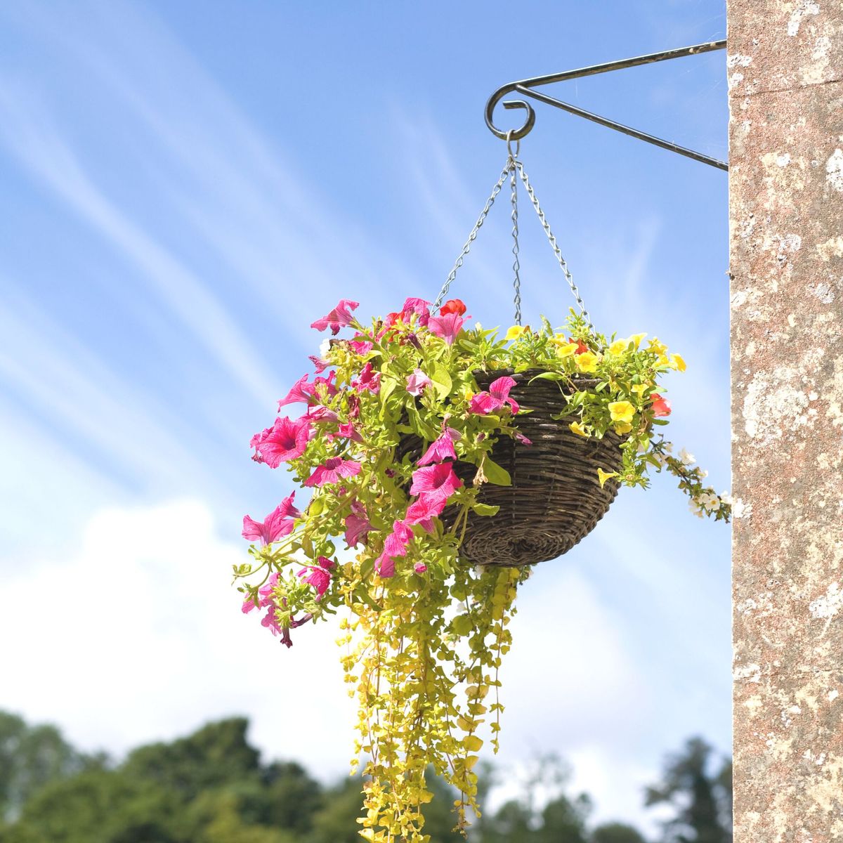 How to Plant a Hanging Basket – Easy Guide