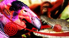 10 Species You Can Kiss Goodbye