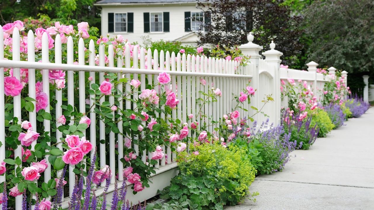 Garden fence and gate with pink roses, salvia, catmint, lady&#039;s mantle bordering house entrance