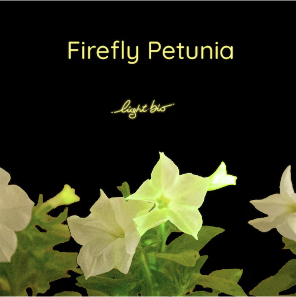 Glow in the dark firefly petunia