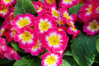 close up of primrose blossoms with pink, white and yellow blooms