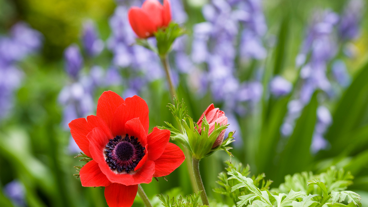 Anemone coronaria amongst bluebells