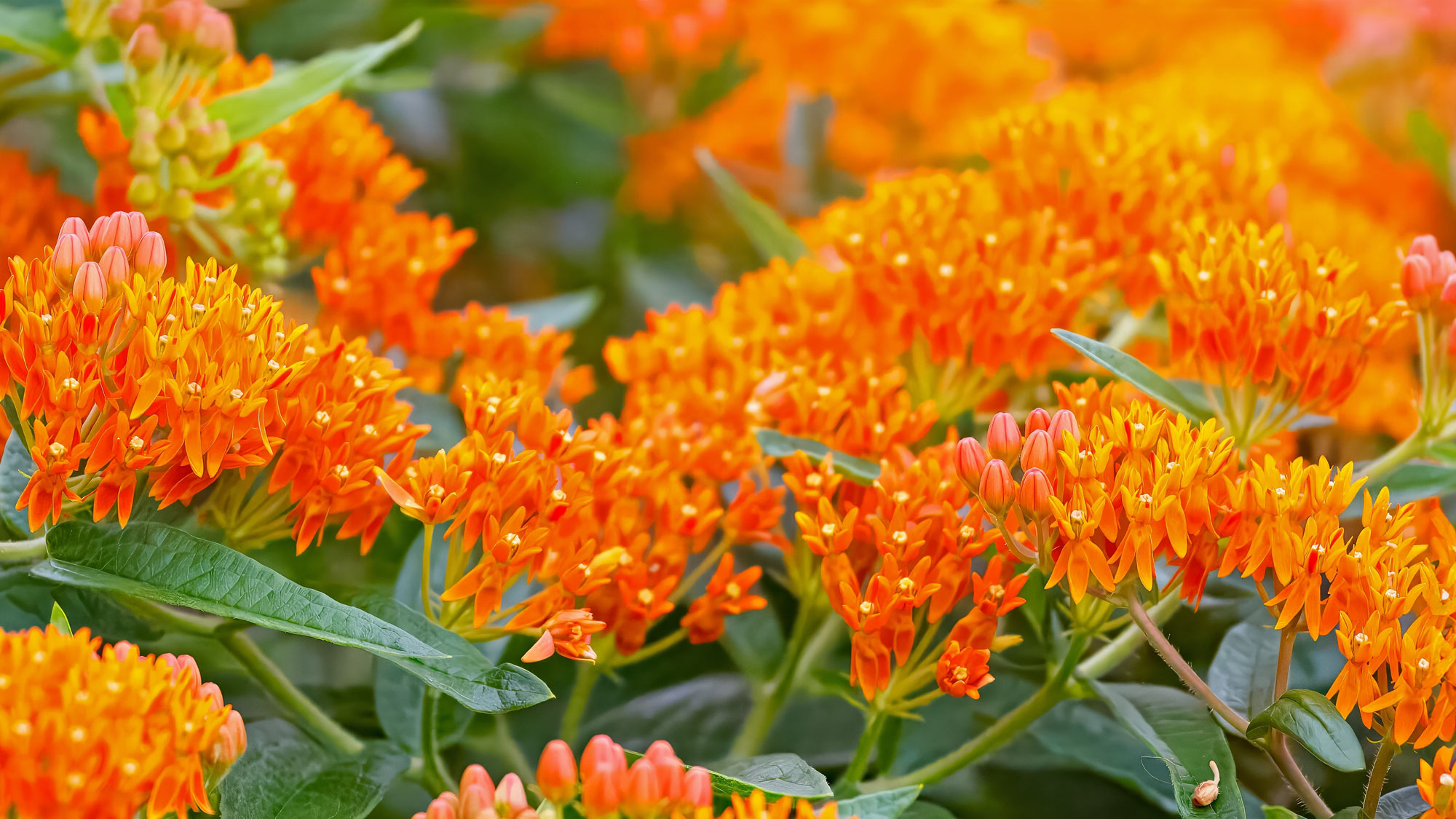butterfly weed plant with bright orange flowers
