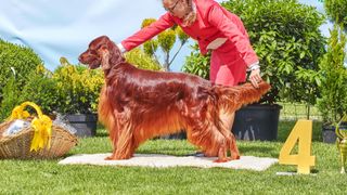 Irish setter being shown