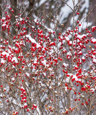 bright red berries on a Winterberry (Ilex verticillata) in winter