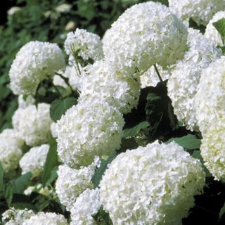 Annabelle hydrangeas in full bloom