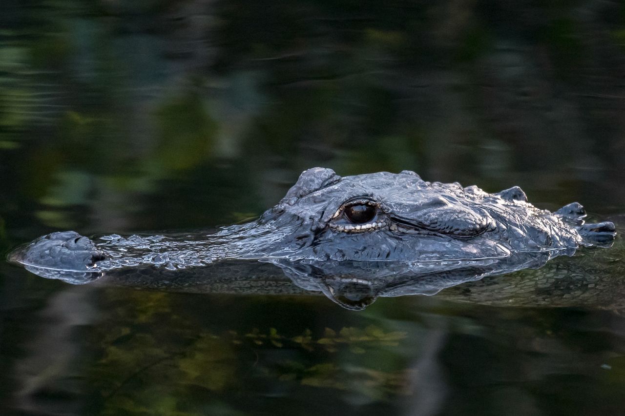 Crikey! A massive croc.