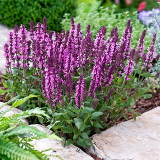 A collection of purple salvia plants with green foliage planted in the corner of a rocky garden border