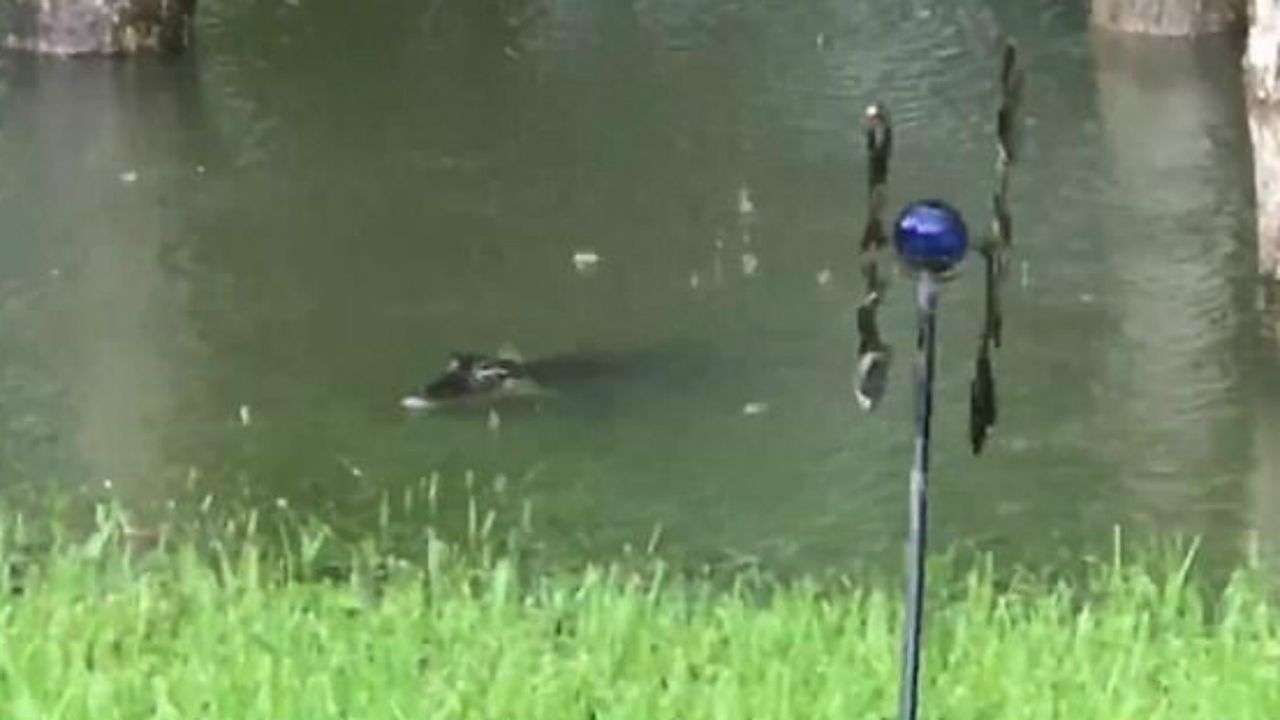 Hurricane Harvey alligator