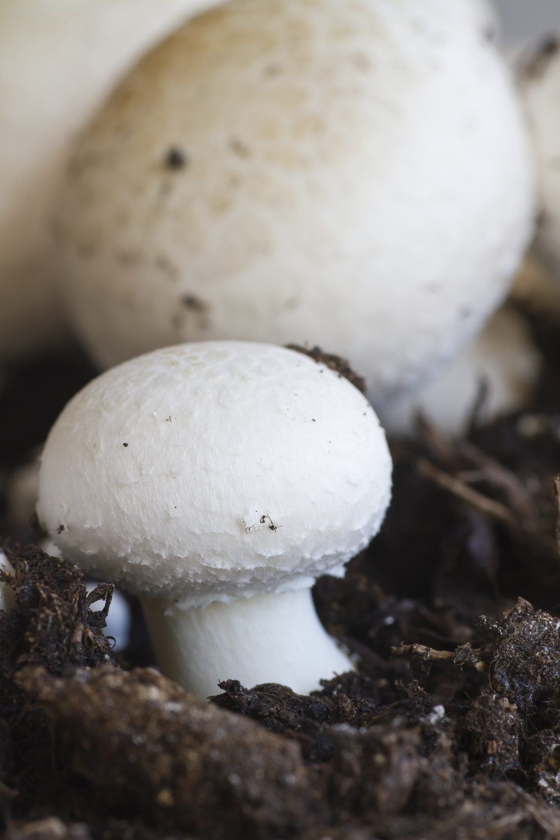 White Button Mushrooms