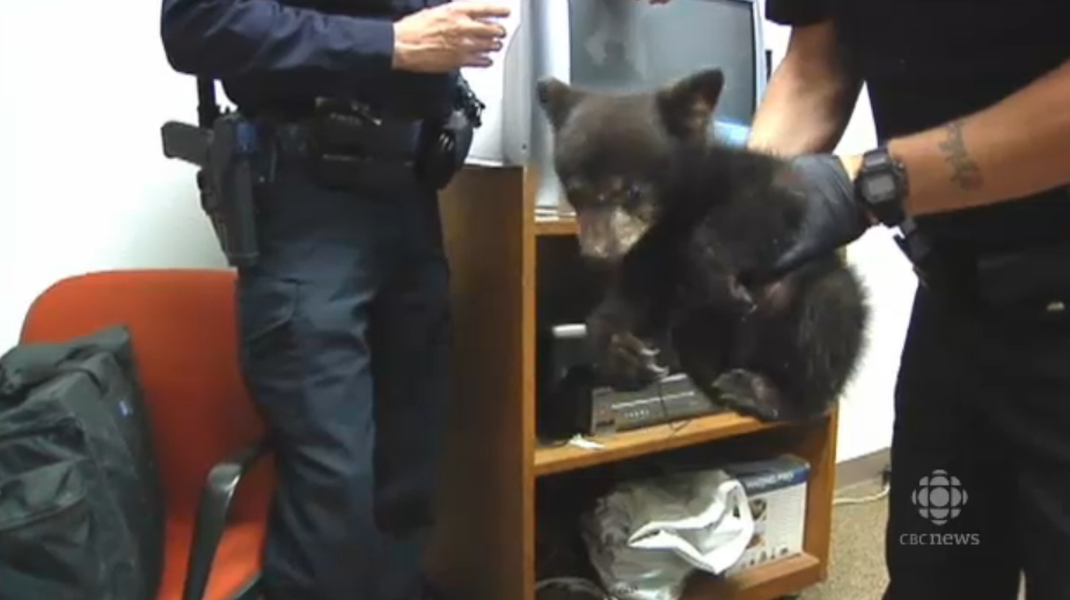 Oregon police &amp;#039;detain&amp;#039; adorable, orphaned bear cub overnight