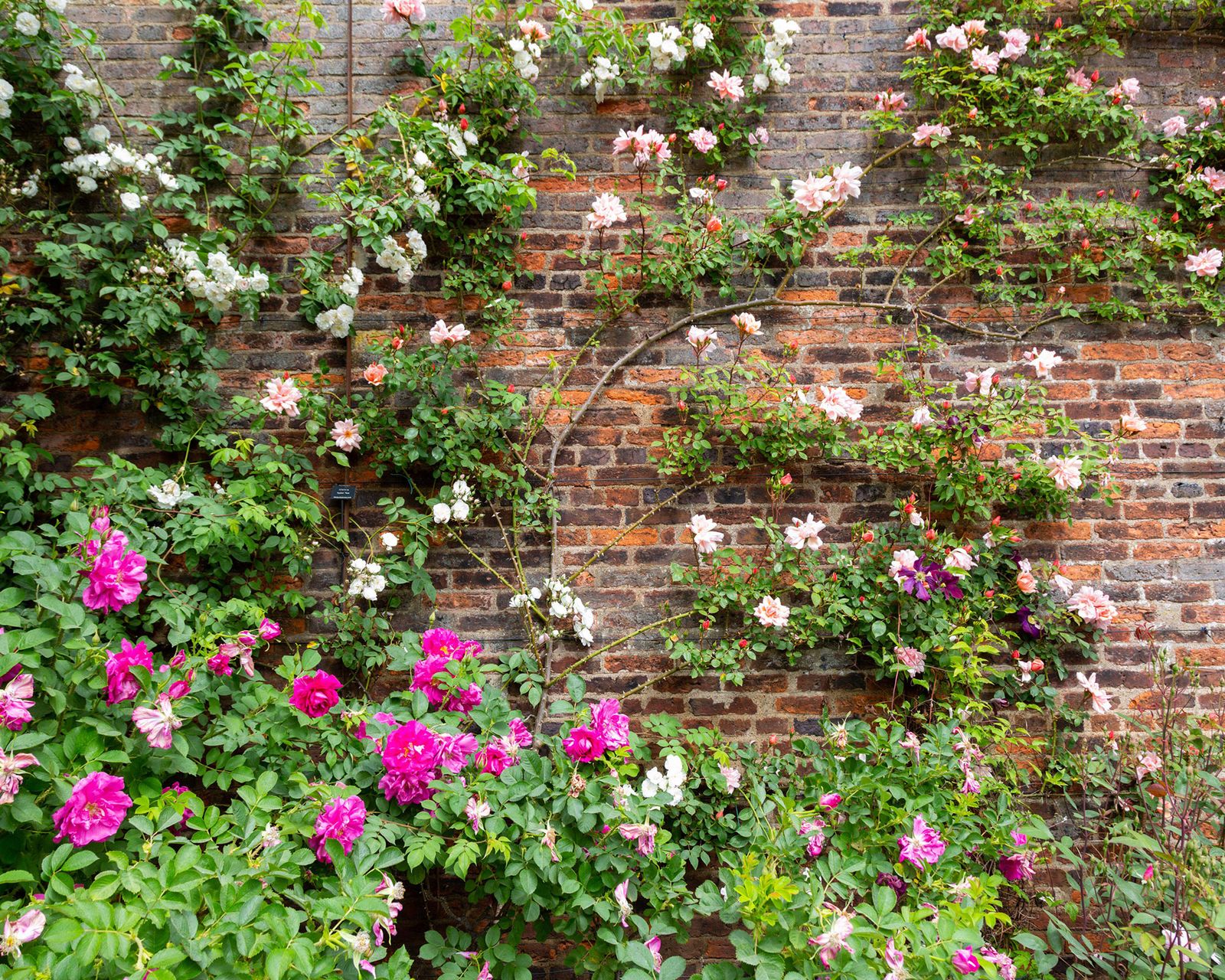 Plants for north facing walls 11 picks for a shady boundary Gardeningetc