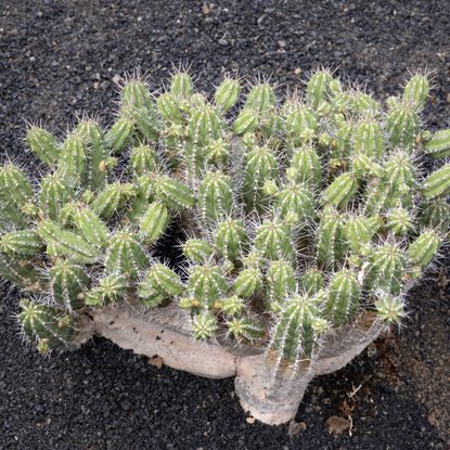 full cactus with background of volcanic black land