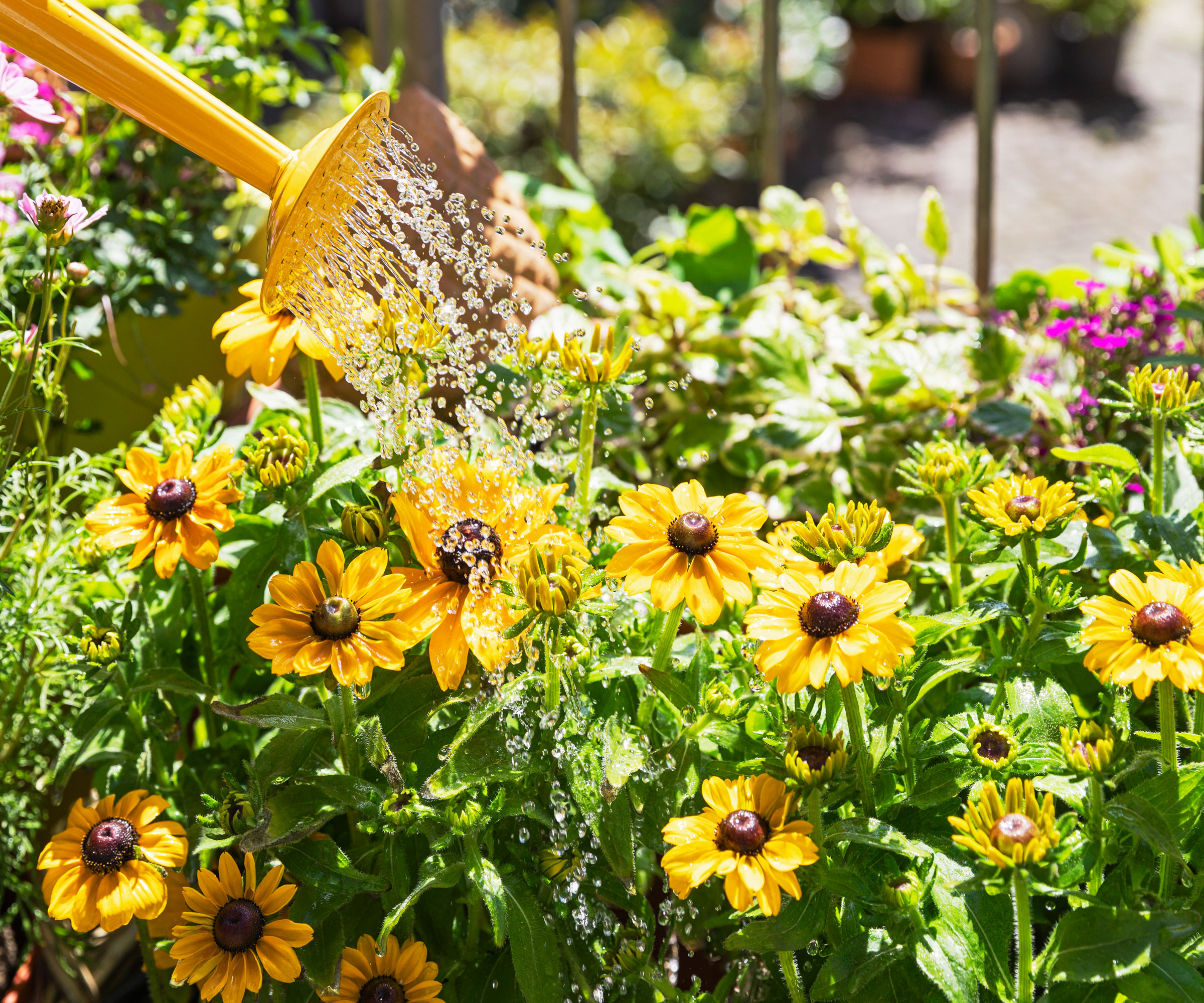 sunflowers being watered with a yellow watering can