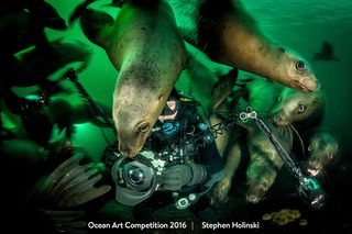 This shot of curious Steller sea lions (<i>Eumetopias jubatus</i>) won the compact wide-angle category of the 2016 Ocean Art Competition.