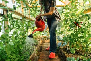 A gardener waters tomatoes in a greenhouse