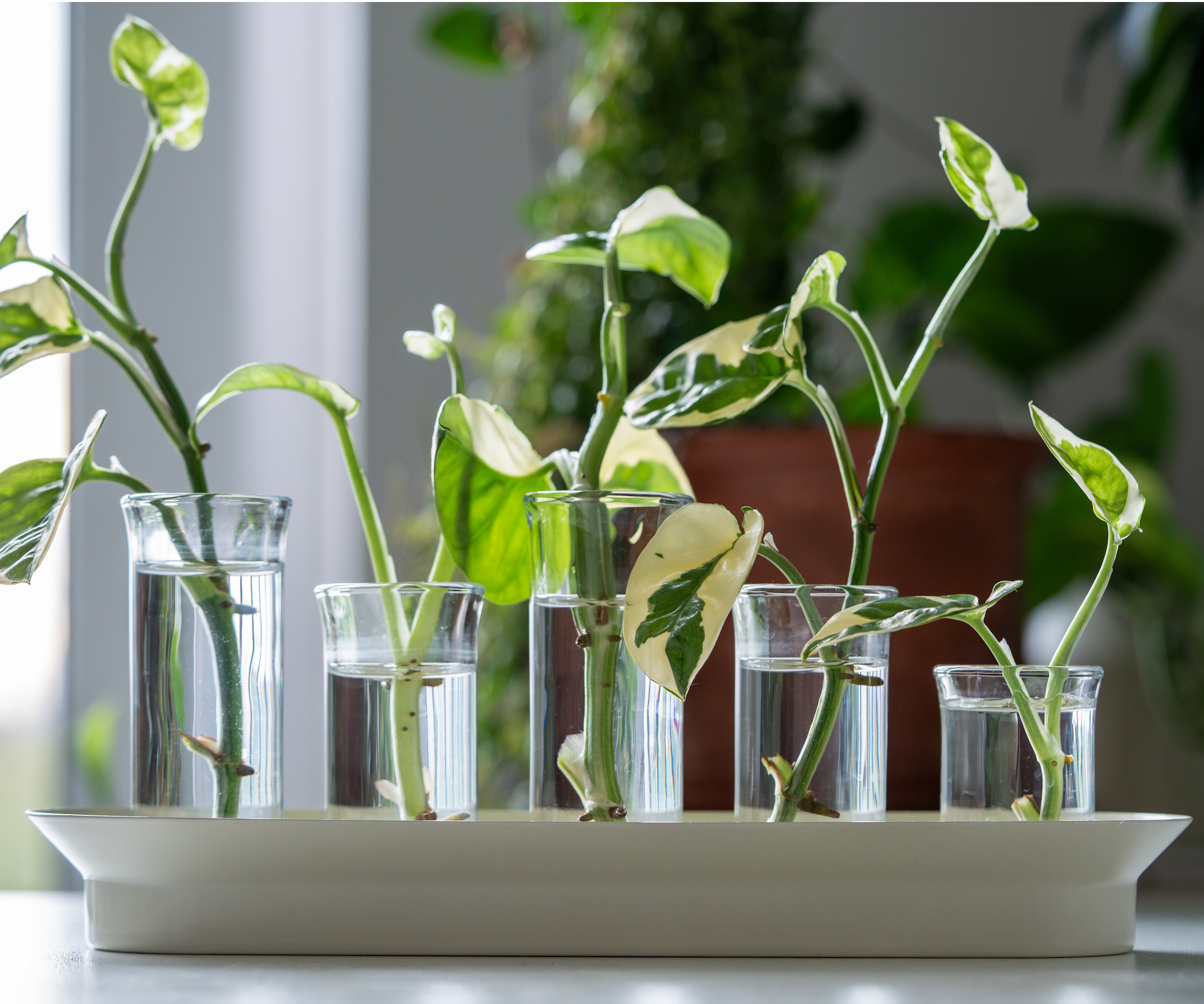 Pothos cuttings in water
