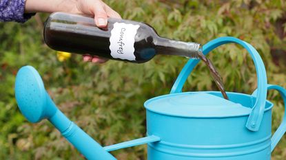 Pouring comfrey fertilizer from a glass bottle into a turquoise watering can