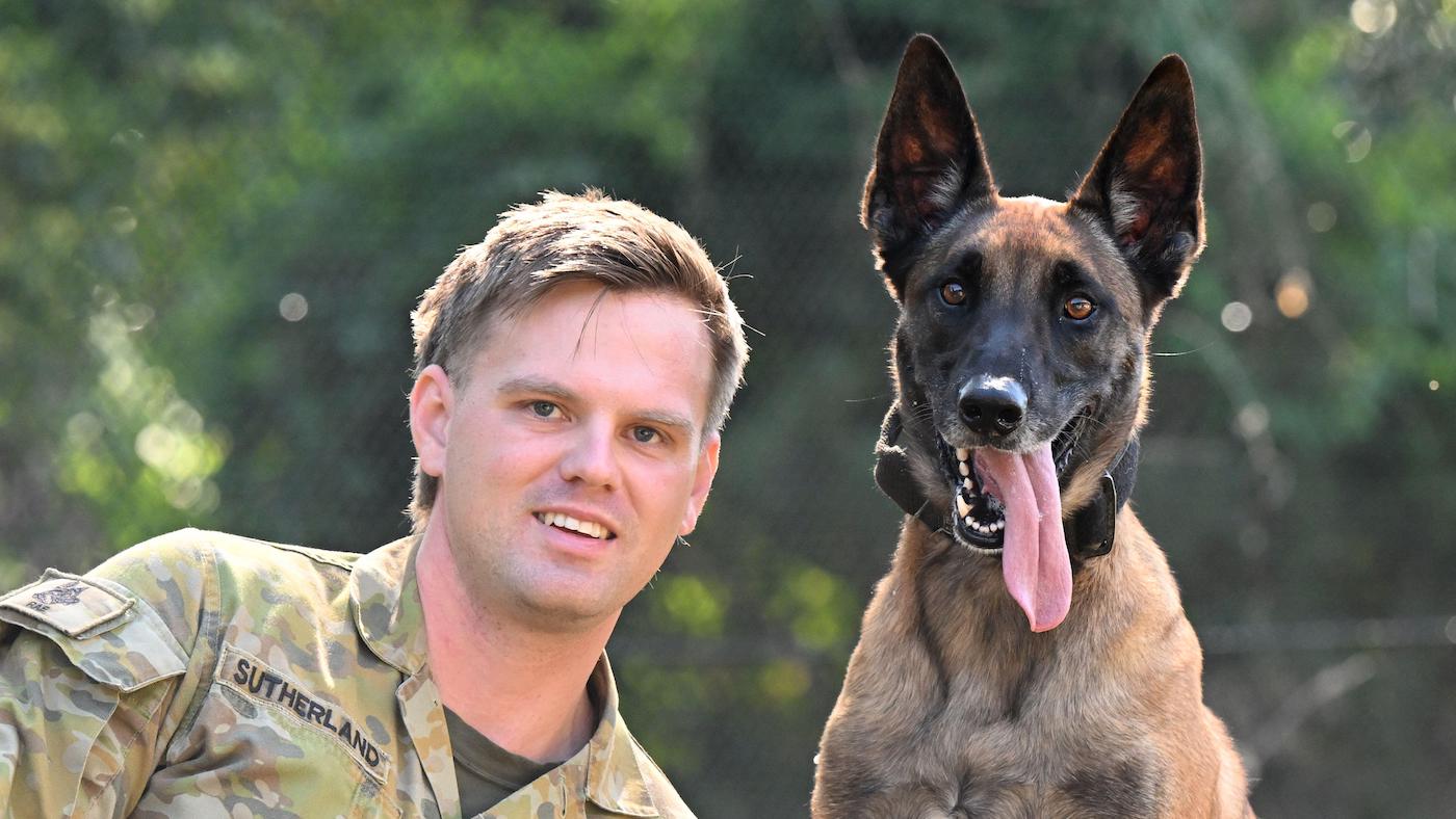 Belgian Malinois with his army handler
