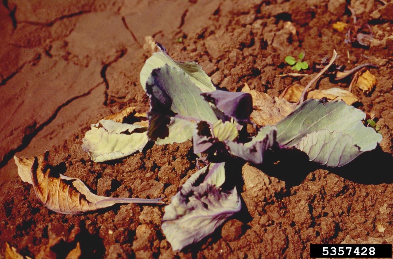 Wilted Leaves On Brown Dirt