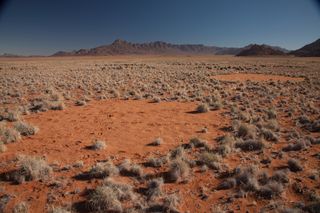 Fairy circles in the Namib Desert.