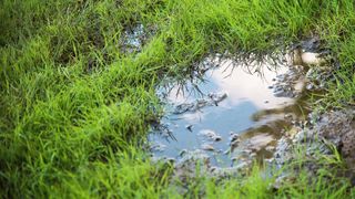 Muddy puddles in grass