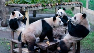 Giant pandas sit around a table at Chongqing Zoo