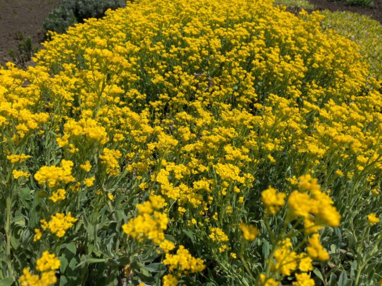 Yellow Flowered Mountain Alyssum Plants